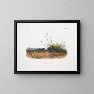 Mole shrew de Brewer à taille naturelle - John Woodhouse Audubon — framed artwork on a wall
