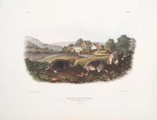 Mole shrew américain commun taille naturelle mâle femelle - John Woodhouse Audubon — artwork view