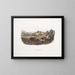 Mole shrew américain commun taille naturelle mâle femelle - John Woodhouse Audubon — framed artwork on a wall