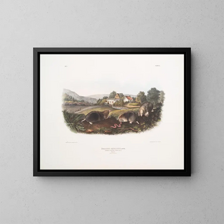 Mole shrew américain commun taille naturelle mâle femelle - John Woodhouse Audubon — framed artwork on a wall