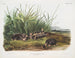 Sorex townsendii, taille naturelle - John Woodhouse Audubon — artwork view