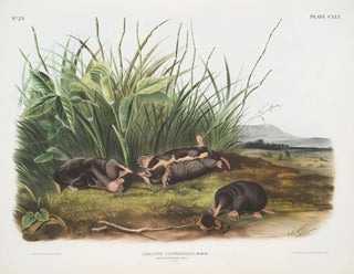 Sorex townsendii, taille naturelle - John Woodhouse Audubon — artwork view