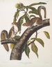 Sciurus carolinensis, Carolina gray squirrel, life size, male and female - John Woodhouse Audubon — artwork view