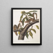 Sciurus carolinensis, Carolina gray squirrel, life size, male and female - John Woodhouse Audubon — framed artwork on a wall