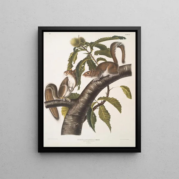 Sciurus carolinensis, Carolina gray squirrel, life size, male and female - John Woodhouse Audubon — framed artwork on a wall