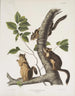 Sciurus douglasii Douglas squirrel Natural size 1 Male 2 Females - John Woodhouse Audubon — artwork view