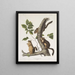 Sciurus douglasii Douglas squirrel Natural size 1 Male 2 Females - John Woodhouse Audubon — framed artwork on a wall