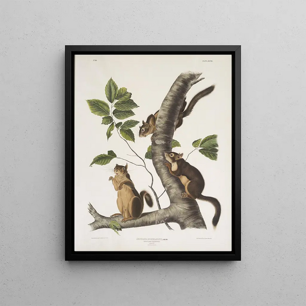 Sciurus douglasii Douglas squirrel Natural size 1 Male 2 Females - John Woodhouse Audubon — framed artwork on a wall