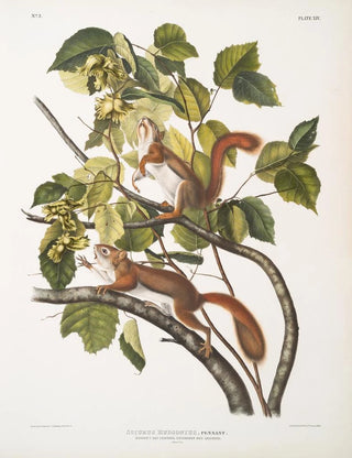 John Woodhouse Audubon - Sciurus Hudsonius Hudsons Bay Squirrel Chickaree Red Squirrel Natural size.webp