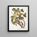 Hudson Bay Squirrel of the Sciurus hudsonius, Red Squirrel, Natural size - John Woodhouse Audubon — framed artwork on a wall