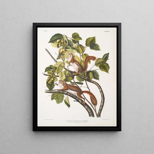 Hudson Bay Squirrel of the Sciurus hudsonius, Red Squirrel, Natural size - John Woodhouse Audubon — framed artwork on a wall