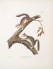 Squirrel velu Sciurus laniginosus, taille naturelle - John Woodhouse Audubon — artwork view