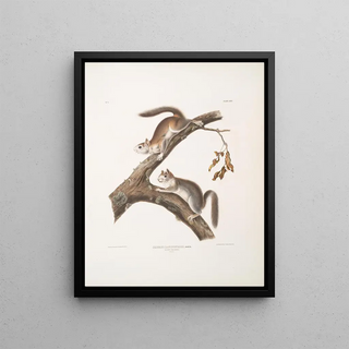 John Woodhouse Audubon - Sciurus Lanigunosus Downy Squirrel Natural size.webp