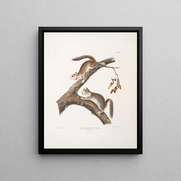 Squirrel velu Sciurus laniginosus, taille naturelle - John Woodhouse Audubon — framed artwork on a wall
