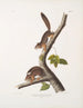 Sciurus richardsonii, Colombian squirrel of Richardson, life size, male and female - John Woodhouse Audubon — artwork view