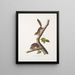 Sciurus richardsonii, Colombian squirrel of Richardson, life size, male and female - John Woodhouse Audubon — framed artwork on a wall
