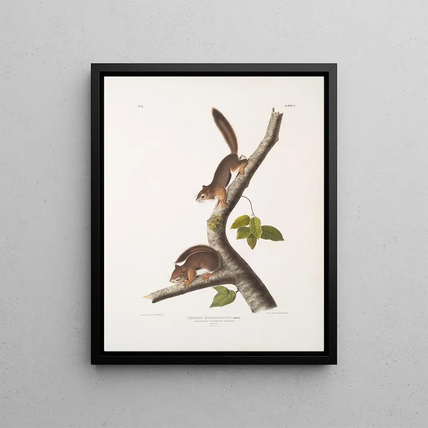 Sciurus richardsonii, Colombian squirrel of Richardson, life size, male and female - John Woodhouse Audubon — framed artwork on a wall