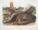 Natural-sized Squirrel Painting - John Woodhouse Audubon — artwork view