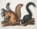 Squirrel of Fox at life size - John Woodhouse Audubon — artwork view