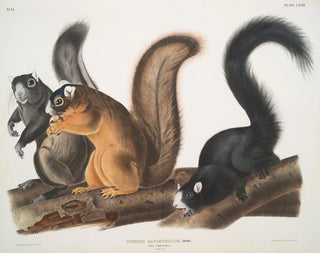 Squirrel of Fox at life size - John Woodhouse Audubon — artwork view