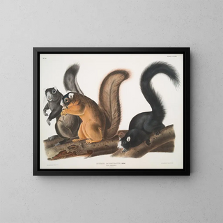 Squirrel of Fox at life size - John Woodhouse Audubon — framed artwork on a wall