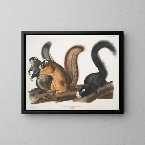 Squirrel of Fox at life size - John Woodhouse Audubon — framed artwork on a wall
