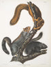 Sciurus cinereus Squirrel-cat Natural size - John Woodhouse Audubon — artwork view