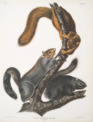 John Woodhouse Audubon - Sciurus cinereus Cat Squirrel Natural size.webp