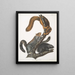 Sciurus cinereus Squirrel-cat Natural size - John Woodhouse Audubon — framed artwork on a wall
