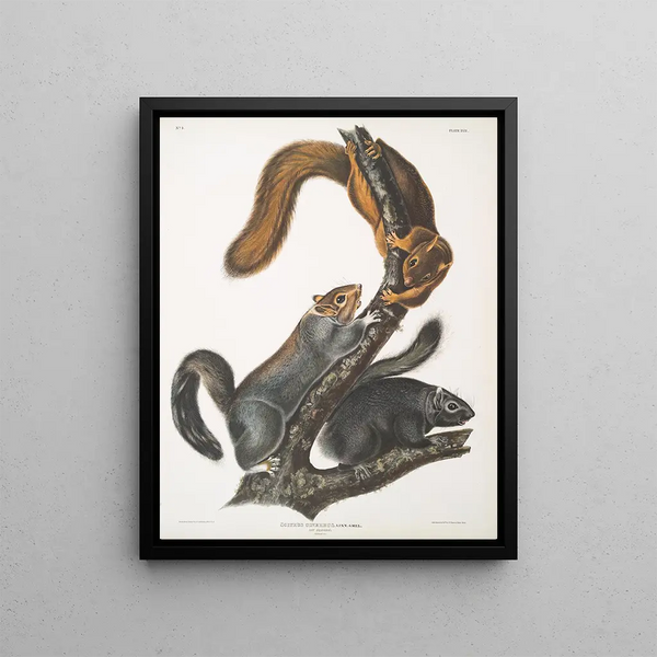Sciurus cinereus Squirrel-cat Natural size - John Woodhouse Audubon — framed artwork on a wall