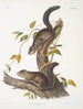 Sciurus colliaei Collie Écureuil Taille naturelle - John Woodhouse Audubon — artwork view