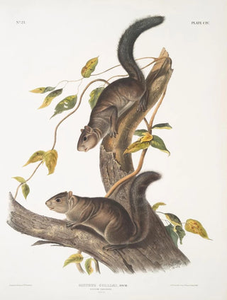 John Woodhouse Audubon - Sciurus colliaei Collies Squirrel Natural size.webp