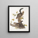 Sciurus colliaei Collie Écureuil Taille naturelle - John Woodhouse Audubon — framed artwork on a wall