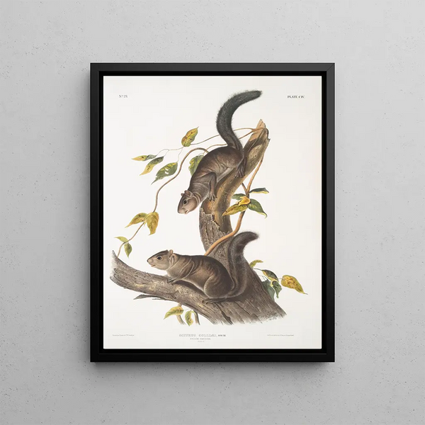 Sciurus colliaei Collie Écureuil Taille naturelle - John Woodhouse Audubon — framed artwork on a wall