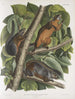 Sciurus ferruginiventris Squirrel with Reddish Belly Natural Size Male Female and Young - John Woodhouse Audubon — artwork view