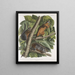 Sciurus ferruginiventris Squirrel with Reddish Belly Natural Size Male Female and Young - John Woodhouse Audubon — framed artwork on a wall
