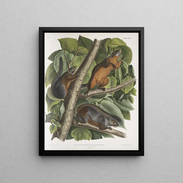 Sciurus ferruginiventris Squirrel with Reddish Belly Natural Size Male Female and Young - John Woodhouse Audubon — framed artwork on a wall