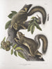 Sciurus leporinus Squirrel hare Natural size - John Woodhouse Audubon — artwork view