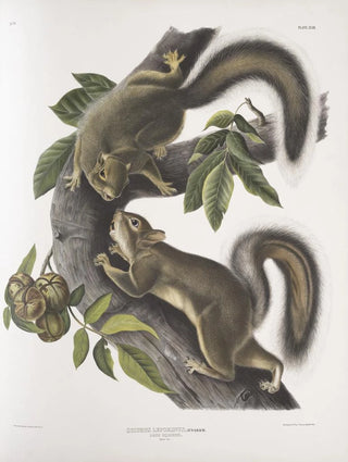 John Woodhouse Audubon - Sciurus leporinus Hare Squirrel Natural size.webp