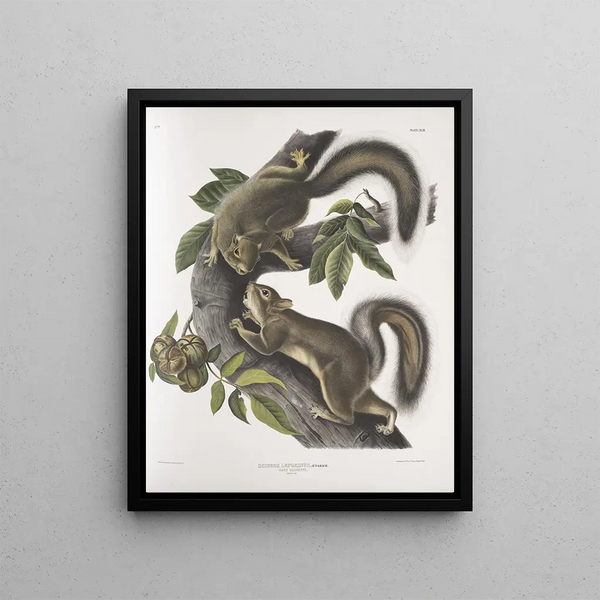 Sciurus leporinus Squirrel hare Natural size - John Woodhouse Audubon — framed artwork on a wall