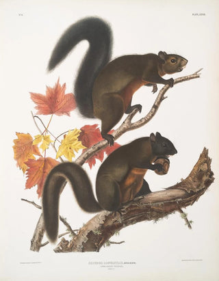 John Woodhouse Audubon - Sciurus longipilis Longhaired Squirrel Natural size.webp