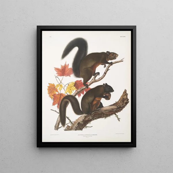 Sciurus longipilis Squirrel with long fur Natural size - John Woodhouse Audubon — framed artwork on a wall