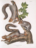 Sciurus migratorius Squirrel migrator Size: 1 Old Male 2 Females 3 Juveniles - John Woodhouse Audubon — artwork view