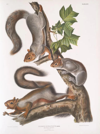 John Woodhouse Audubon - Sciurus migratorius Migratory Squirrel Natural size 1 Old Male 2 Female 3 Young.webp
