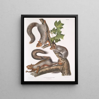 John Woodhouse Audubon - Sciurus migratorius Migratory Squirrel Natural size 1 Old Male 2 Female 3 Young.webp