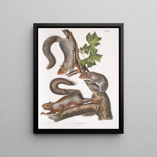 Sciurus migratorius Squirrel migrator Size: 1 Old Male 2 Females 3 Juveniles - John Woodhouse Audubon — framed artwork on a wall