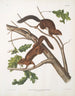 Sciurus mollipilosus Squirrel with soft fur Natural size - John Woodhouse Audubon — artwork view