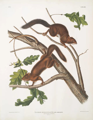 John Woodhouse Audubon - Sciurus mollipilosus Softhaired Squirrel Natural size.webp