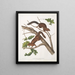 Sciurus mollipilosus Squirrel with soft fur Natural size - John Woodhouse Audubon — framed artwork on a wall