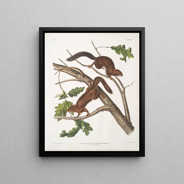 Sciurus mollipilosus Squirrel with soft fur Natural size - John Woodhouse Audubon — framed artwork on a wall